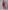 Red Chinon Embroidered Floral Notched Flared Sleeve Top And Pant Set For Women