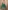 Stunning Green Embroidered Net Designer lehenga Choli