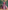 Vibrant Multi-Color Jacket Style Chaniya Choli for Navratri Festivities
