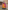 Vibrant Yellow Cotton Printed Chaniya Choli for Navratri Celebrations
